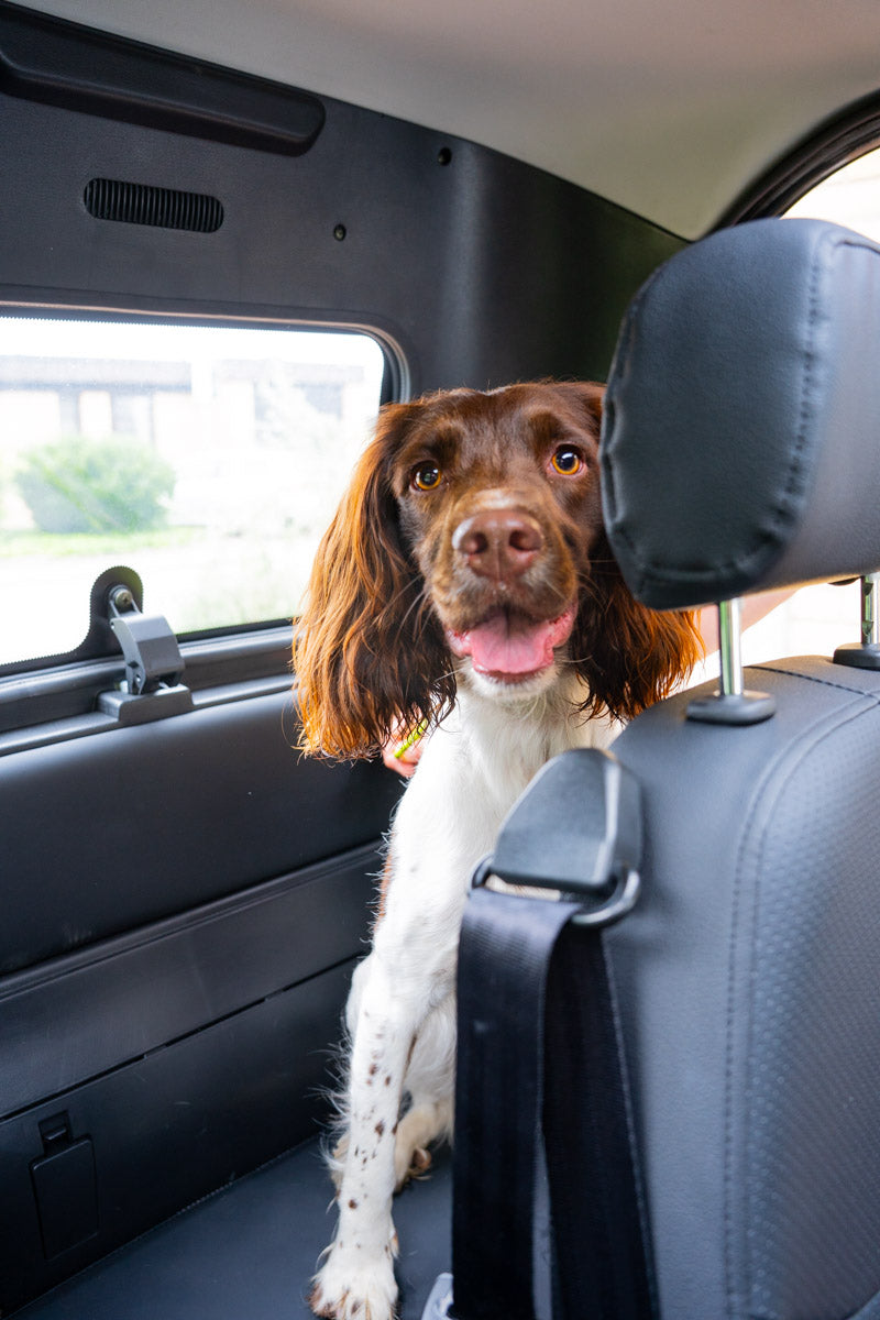 Körkortsfri elmopedbil - Eloped X4e baksäte